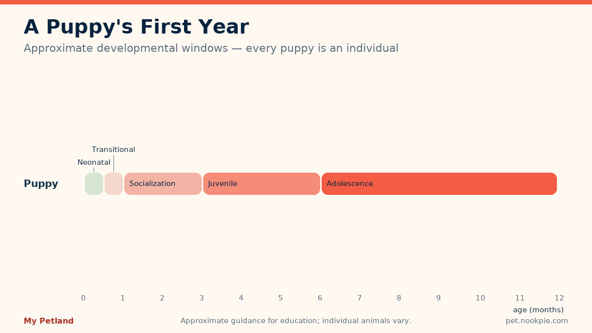 Timeline band chart of puppy developmental windows across the first twelve months